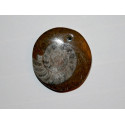 Perle Ammonite fossile ronde 31mm. Pièce unique