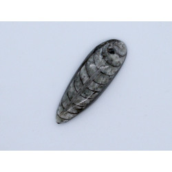 Perle Orthocéras fossile 43mm. Pièce unique