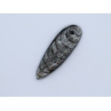 Perle Orthocéras fossile 43mm. Pièce unique