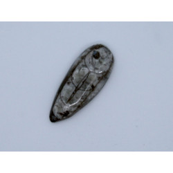 Perle Orthocéras fossile 38mm. Pièce unique