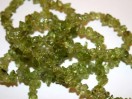 Perles Péridot rocailles chips